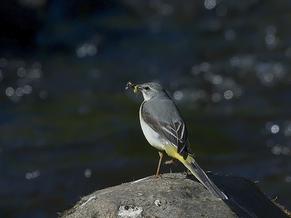 Virtavästäräkki, Grey Wagtail, Motacilla cinerea